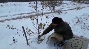 Бюджетная защита сада от зайцев.