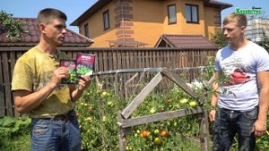 Что сделать, чтобы были сладкие помидоры? Нормы полива томатов