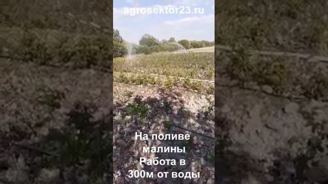 2 спринклера Гидра на поливе малины, 300м от воды, работа от мотопомпы, Ленинградская обл.