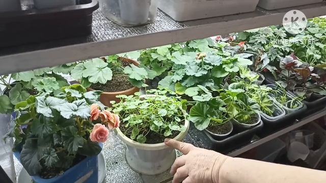 Сибирь. Обзор рассады цветов на 9 февраля. смотреть онлайн