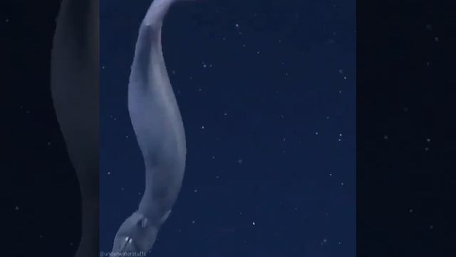 Гальперский угорь - необычное таинственное существо смотреть онлайн