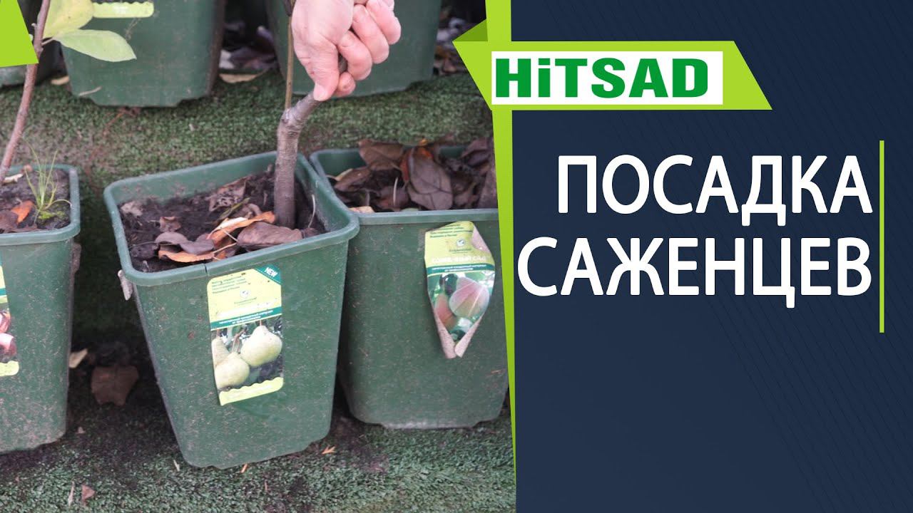 Когда сажать плодовые деревья ✔️ Как выбрать яблоню и грушу