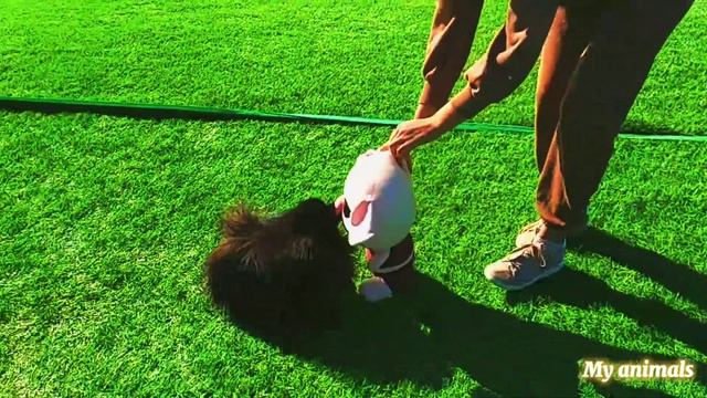 Шпиц Бумер отдыхает на море смотреть онлайн