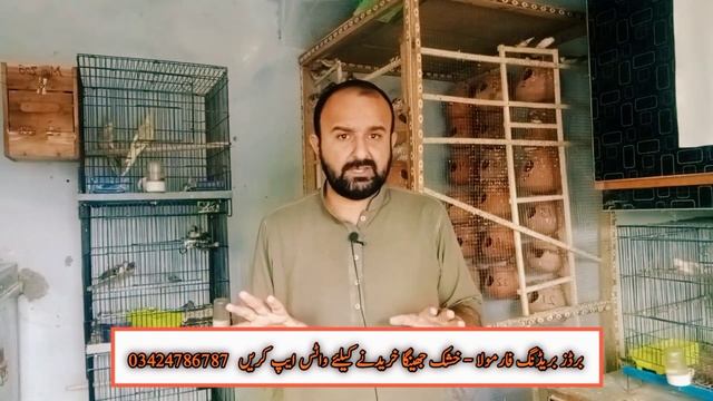 Java Sparrow Breeding Age | Zebra Finch Breeding Age | Society Finch Breeding Age | Mini Zoo смотреть онлайн