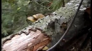 ? Грибы Вешенки в лесу.  Как растут.