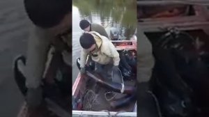 Громадный бивень мамонта