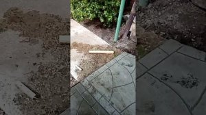 Бетонная дорожка своими руками