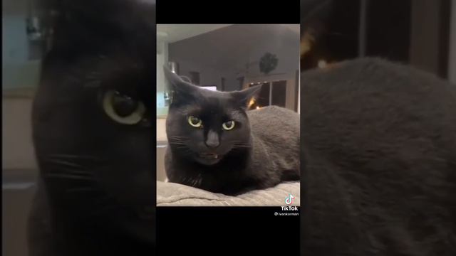 Самые Смешные Котики И Собачки | Юмор Для Поднятия Настроения