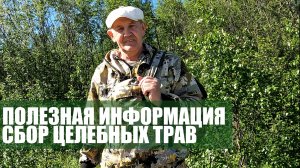 ПОЛЕЗНАЯ ИНФОРМАЙИЯ - СБОР ЦЕЛЕБНЫХ ТРАВ
