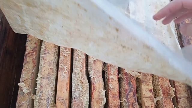 зимуют ли пчелы бакфаст на северо Западе?! смотреть онлайн