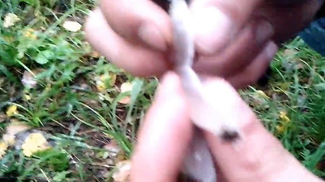 Загадочные грибы смотреть онлайн