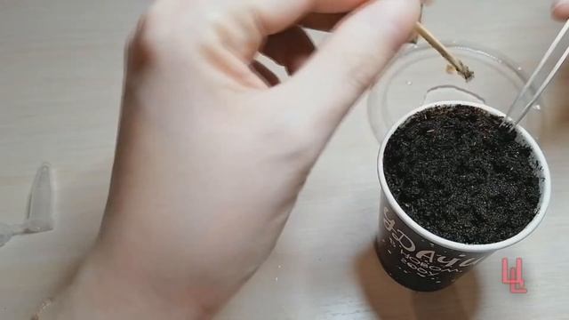 сажаю семена ели из FixPrice | набор вырасти ель смотреть онлайн