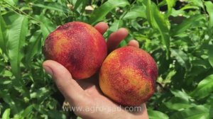 Вкуснейший и красивый нектарин - Сноу Квин Перфект - Агро Сад 2023