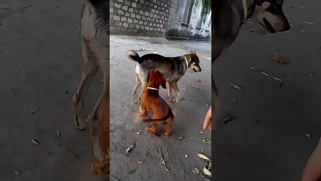 Когда ниже своей девушки😂😂 смотреть онлайн