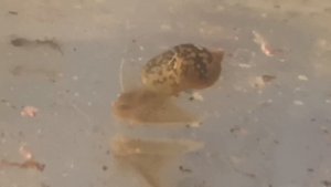 Лучшие улитки для аквариума.