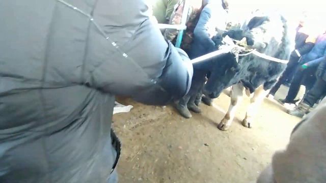 Малдын сатылган баалары 👍 | 09/01/21 | Жалал Абад мал базар | мал базар Жалал Абад