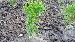 Укоренённые черенки туи "смарагд" через 4 месяца после высадки в грунт.