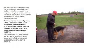 Снимите с собаки халти! Опасно для жизни!