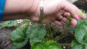 Ремонтантная клубника.Роз-де-гриж$Альбион$Искушение.