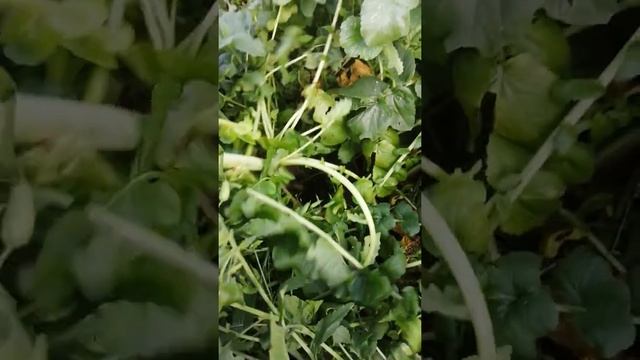 Редька ушла в цвет. Не пойму причину!