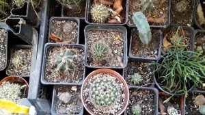 уход за кактусами зимой.  Полив.