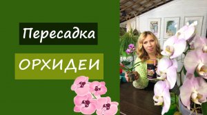 Как пересадить орхидею?