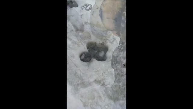 Зарыбление прудов! Плотва, щука, линь. Много рыбы! смотреть онлайн