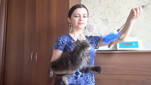 ЛИРИКУМ Император Мордович  3  месяца / длинющий котенок мейн-кун смотреть онлайн