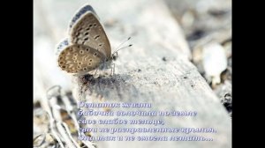 Урок бабочки   притча