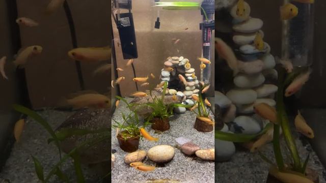 Псевдотрофеус зебра рєд смотреть онлайн