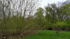 Пение Соловья у реки Сейм.Город Курск.12 мая 2021 год.
