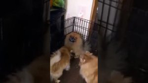 Самый дорогой шпиц в г.Красноярске