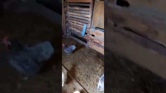 Началось в колхозе утро) смотреть онлайн