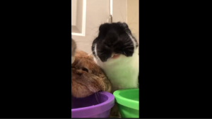 Семейство кроликов завтракает