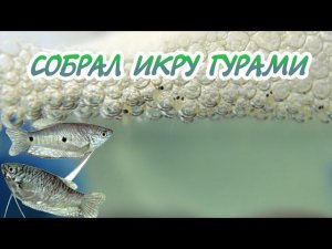 СОБРАЛ ИКРУ ГУРАМИ