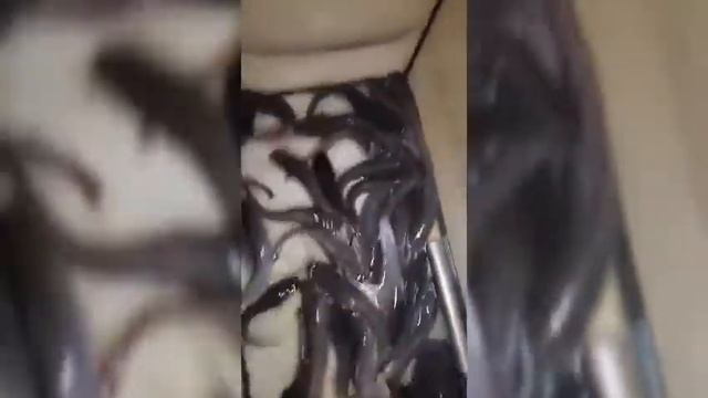 Африканский клариевый сом в аквариуме бочке