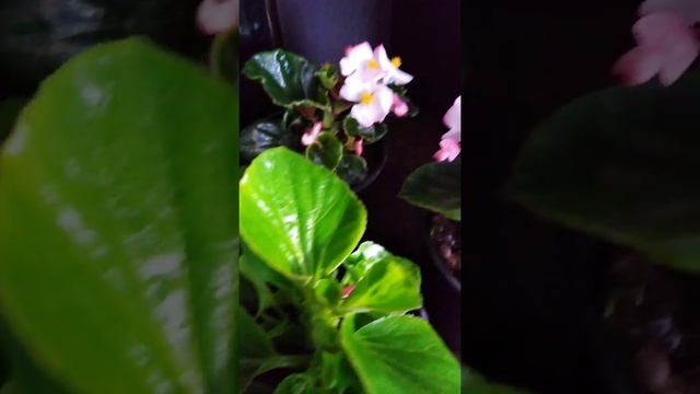 ??БЕГОНИИ КЛУБНЕВЫЕ, ВЕЧНОЦВЕТУЩИЕ, АМПЕЛЬНЫЕ, ВСЕ В ЦВЕТУ??❤️ смотреть онлайн