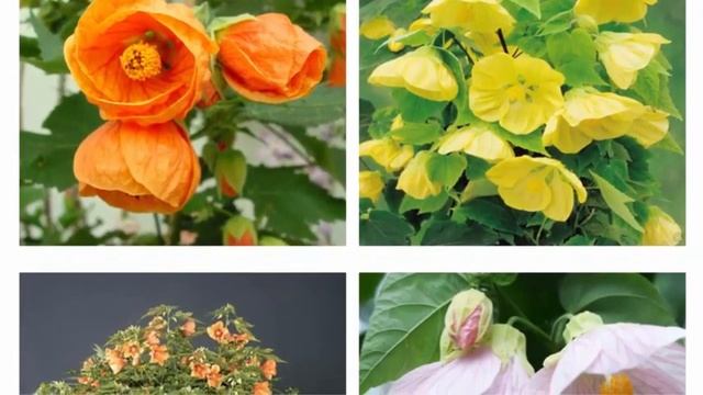 АБУТИЛОН (ABUTILO) – КОМНАТНОЕ РАСТЕНИЕ. смотреть онлайн