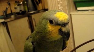 попугай венесуэльский амазон Гриша - 3