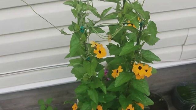 О тунбергии смотреть онлайн