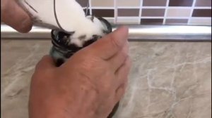 Göyəmdən məzə. Маринованный терн. Blackthorn.