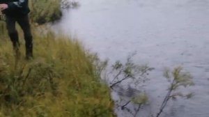 Кумжа на бомбарду