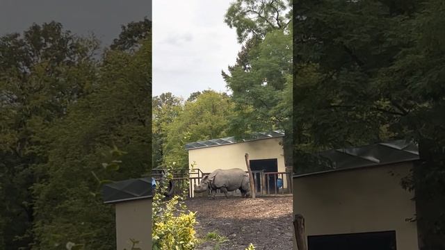 Носорог. Варшавский зоопарк \ Rhinoceros. Warsaw Zoo