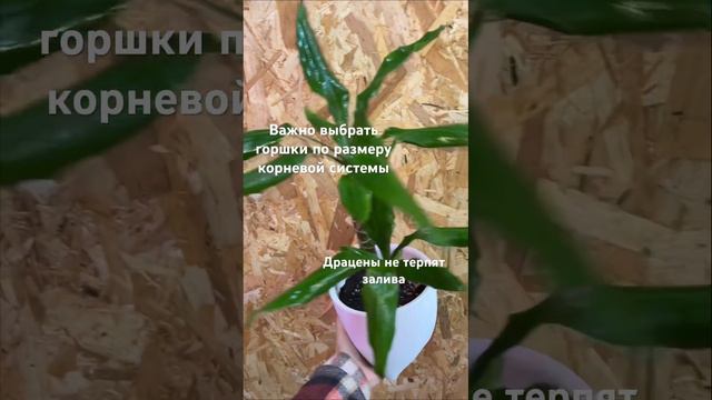 Кратко о драценах🪴 #растения #plant #plants #драцена #озеленение