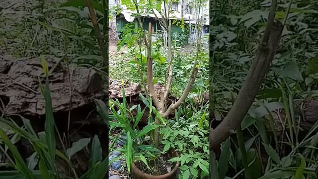 Moringa and Ginger in One Planter