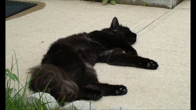 Кошачьи жалобы на хозяев. Смешные кошки и коты