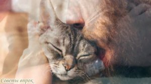 ➤ Почему кошки спят с хозяевами ➤Повадки кошек ➤ Что мы знаем о кошках