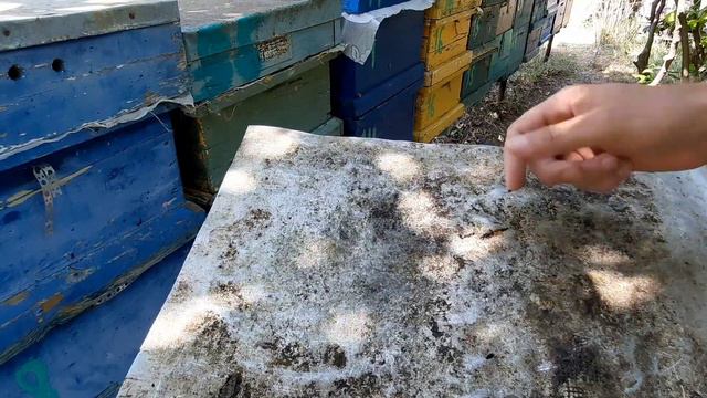 Результат обработки пчел от клеща.шнурки тэда или бипин.что лучше? смотреть онлайн