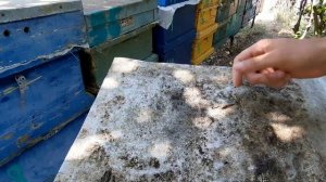 Результат обработки пчел от клеща.шнурки тэда или бипин.что лучше?