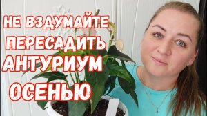 Сделайте ТАК с АНТУРИУМОМ ОСЕНЬЮ, если ХОТИТЕ ШИКАРНЫЙ КУСТ, Даже дохлый Антуриум Оживет и Зацветет!